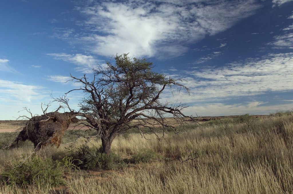 a giraffe climbing into the top of a tree in an open field