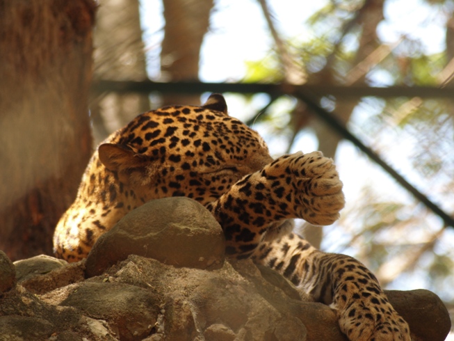 an animal that is laying down in some rocks