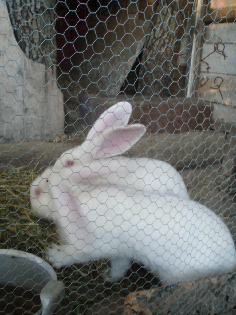 a rabbit inside an enclosure looking down