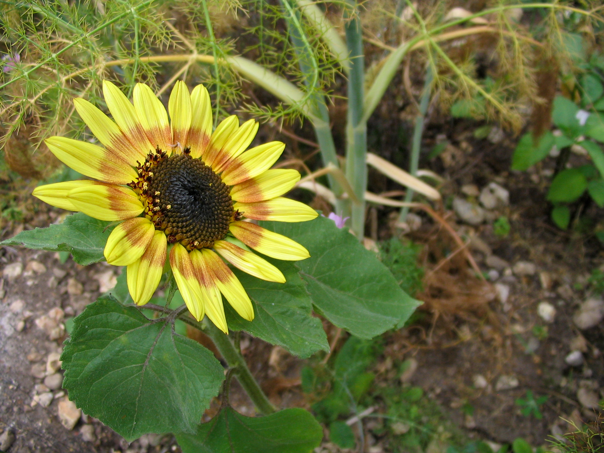 a large flower with yellow petals blooming in the sunlight