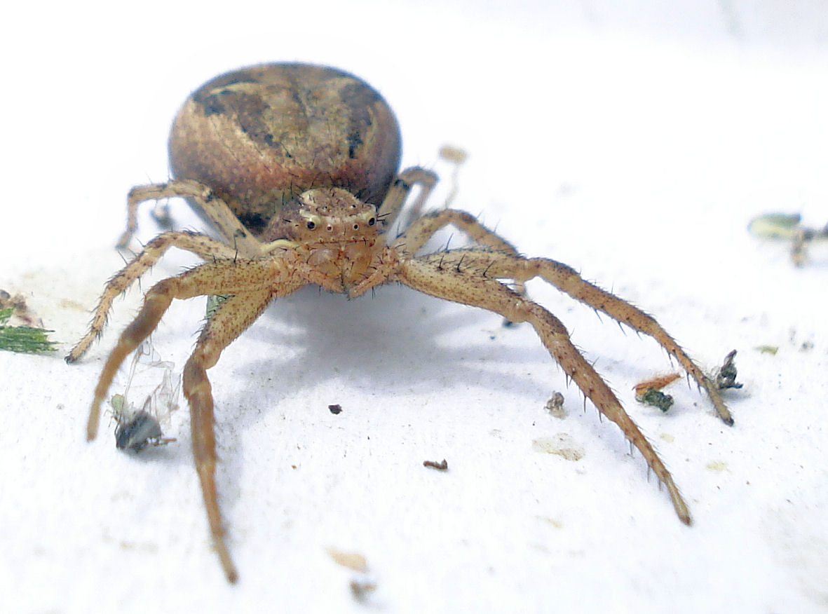 the very large, brown spider is crawling in white snow