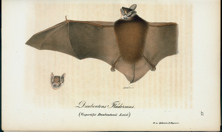 an illustration of a bat with a cat on top