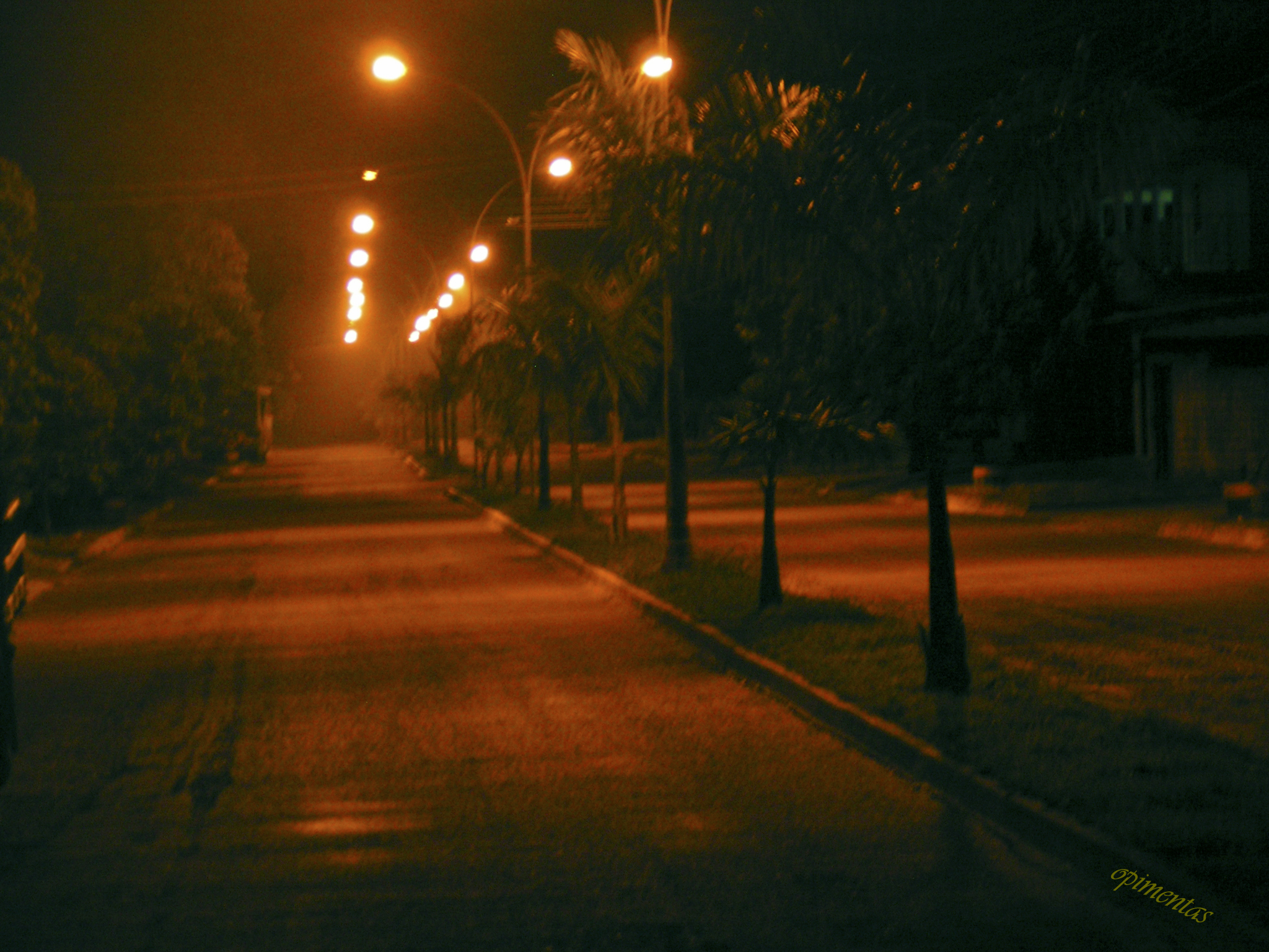 a street scene looking down a tree lined street at night