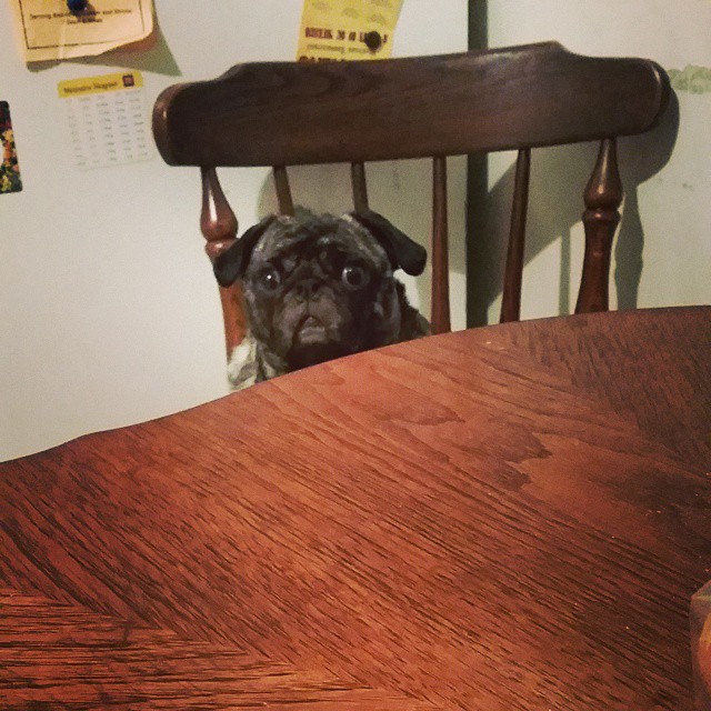 dog peeking up from behind the wooden chair with table in kitchen