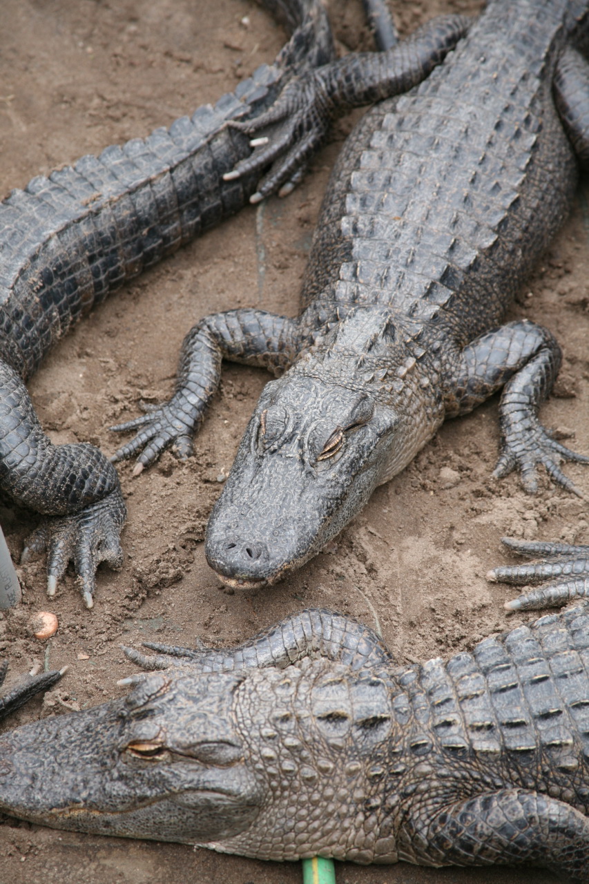 crocodiles are sitting in a pile together on the ground