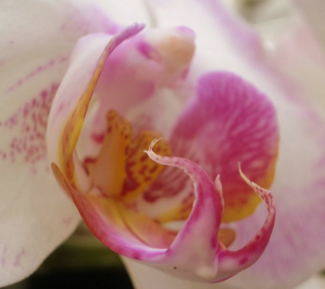 a close up view of a flower with many petals