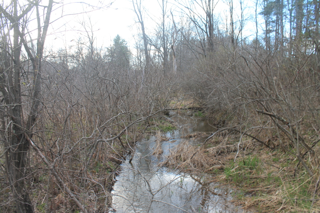 the small stream has water in it and is surrounded by trees