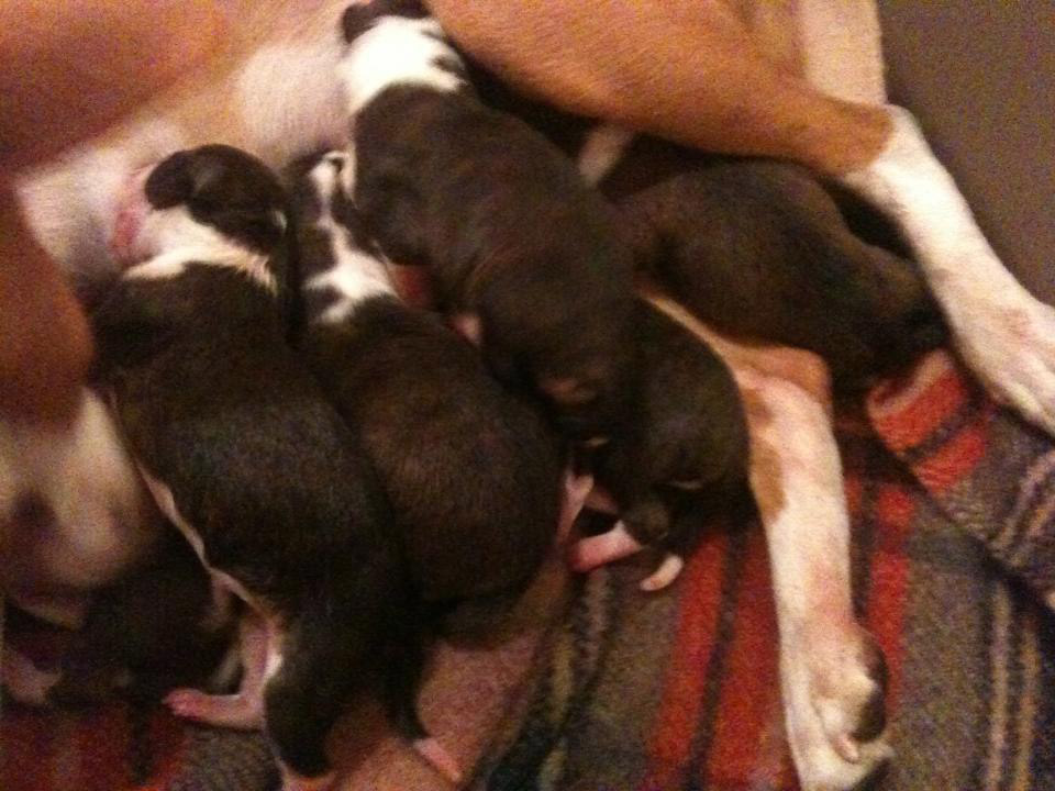 a bunch of little puppies sleeping on top of each other