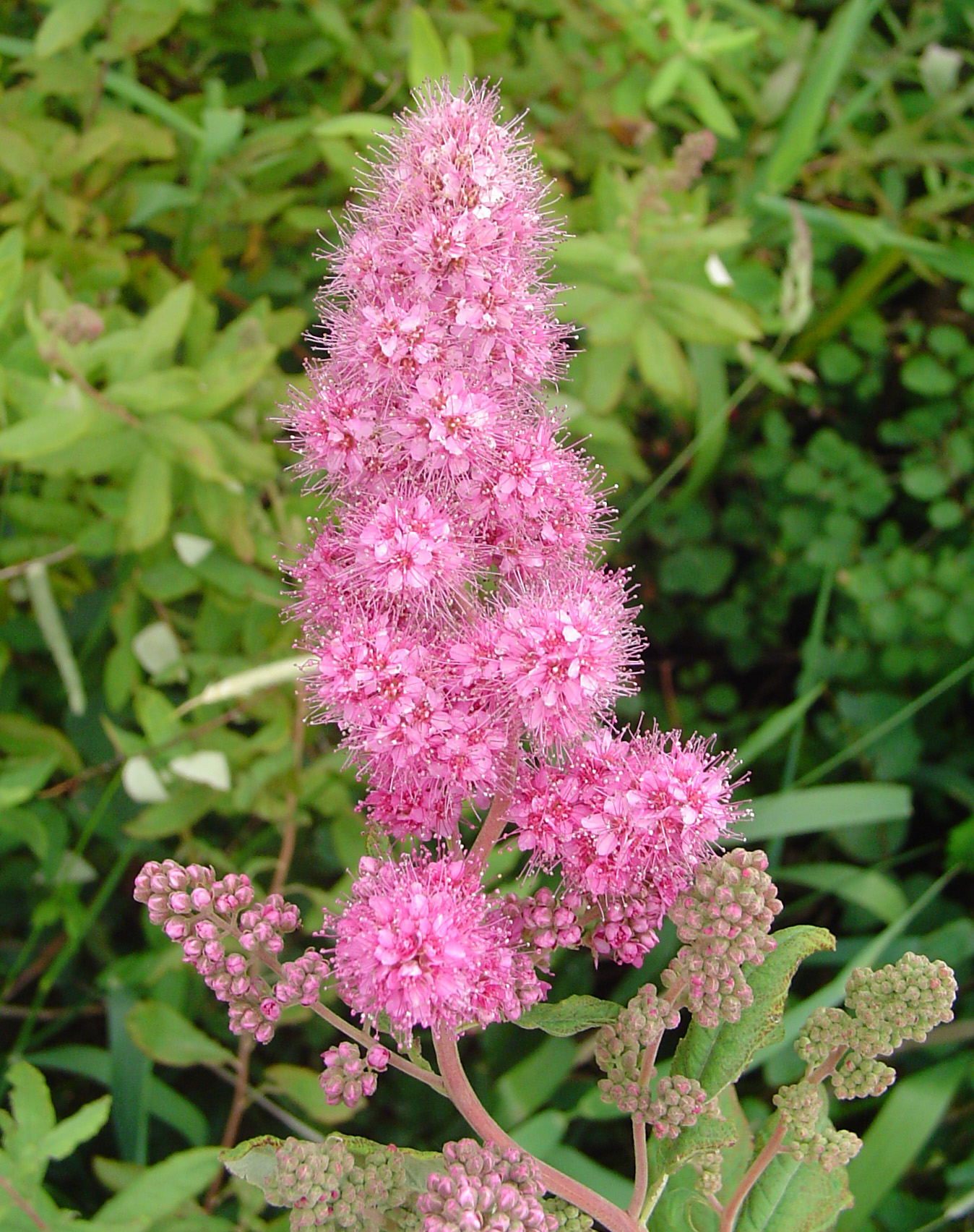 purple flowers growing in the middle of a field