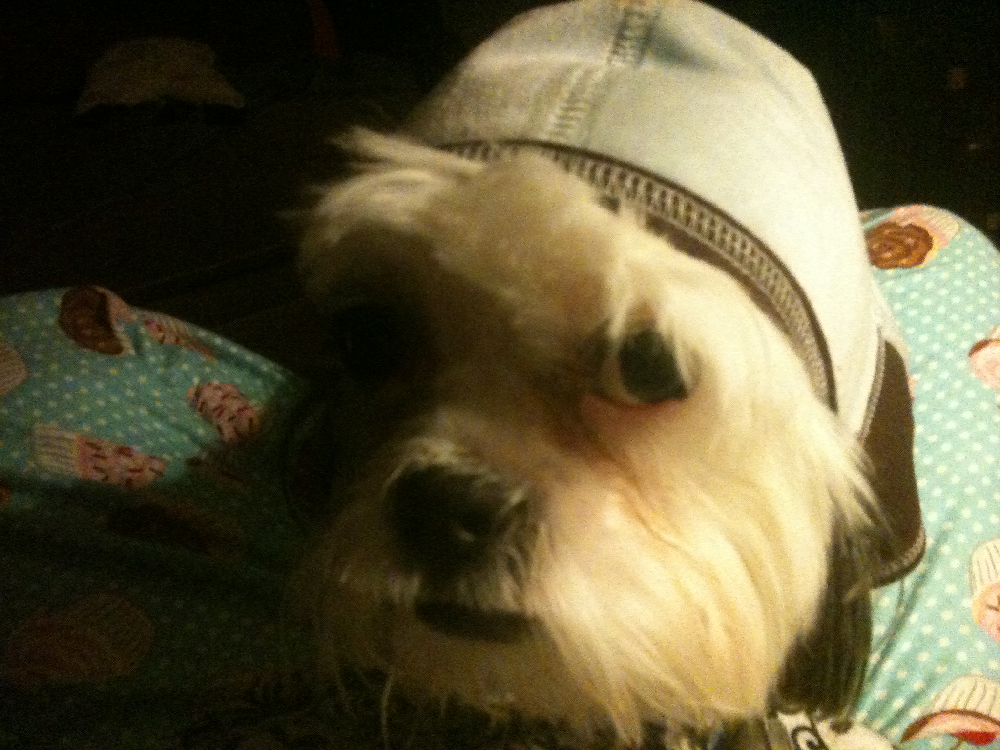 a little white dog with a hat on it's head