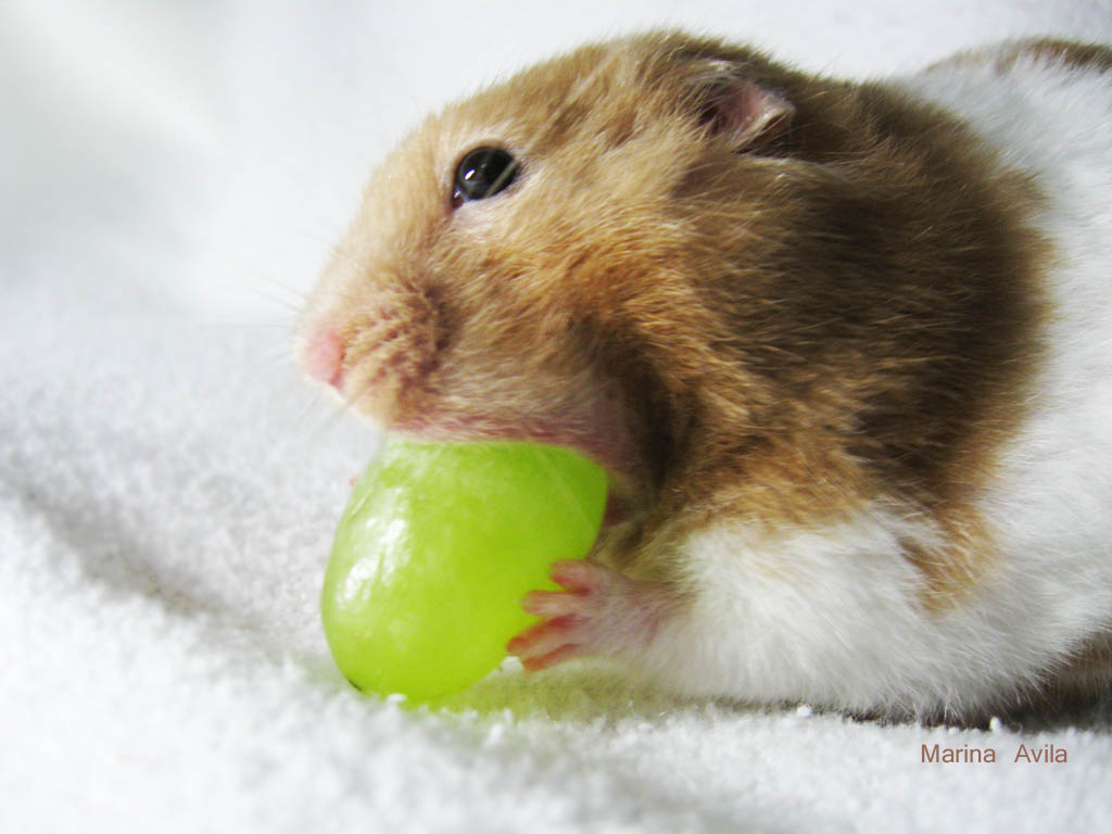 a brown and white hamster is chewing on a green piece of food