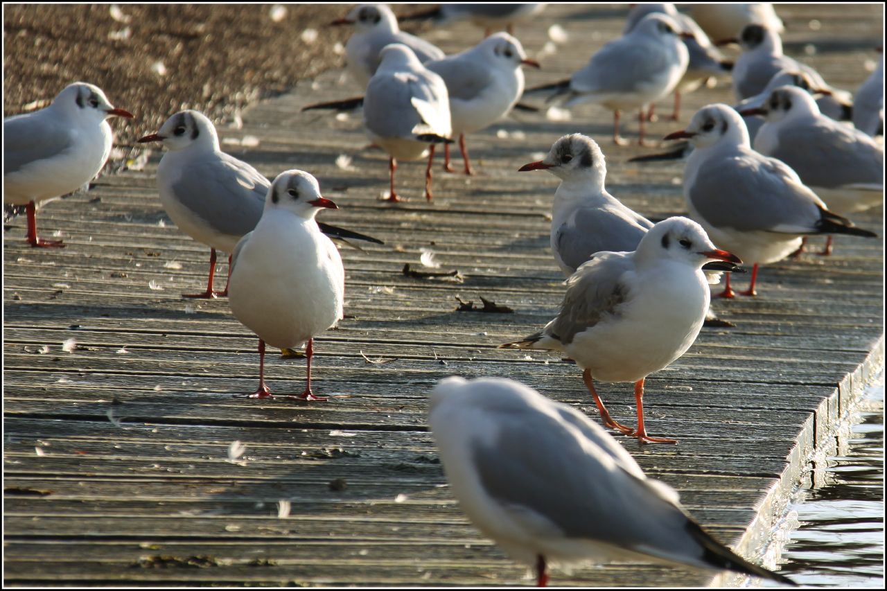 many seagulls are walking and standing on a pavement