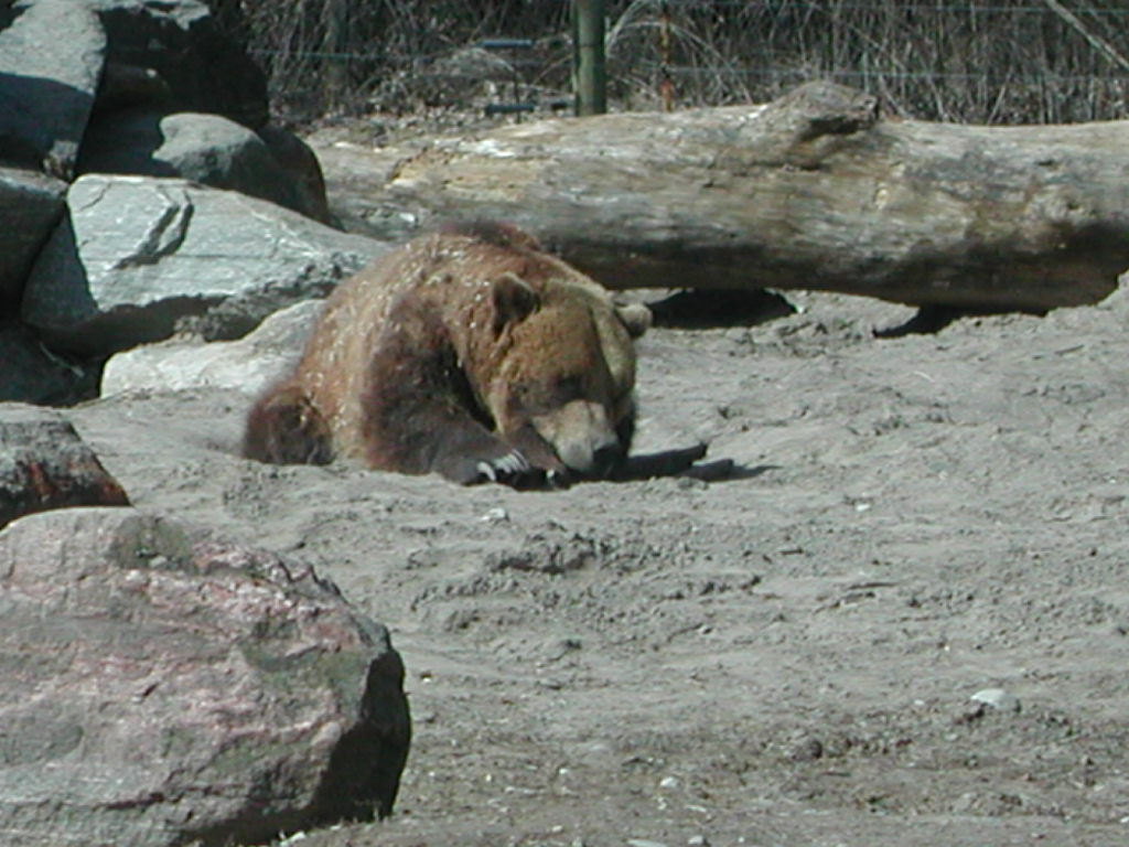 an adult bear in sand next to large rocks