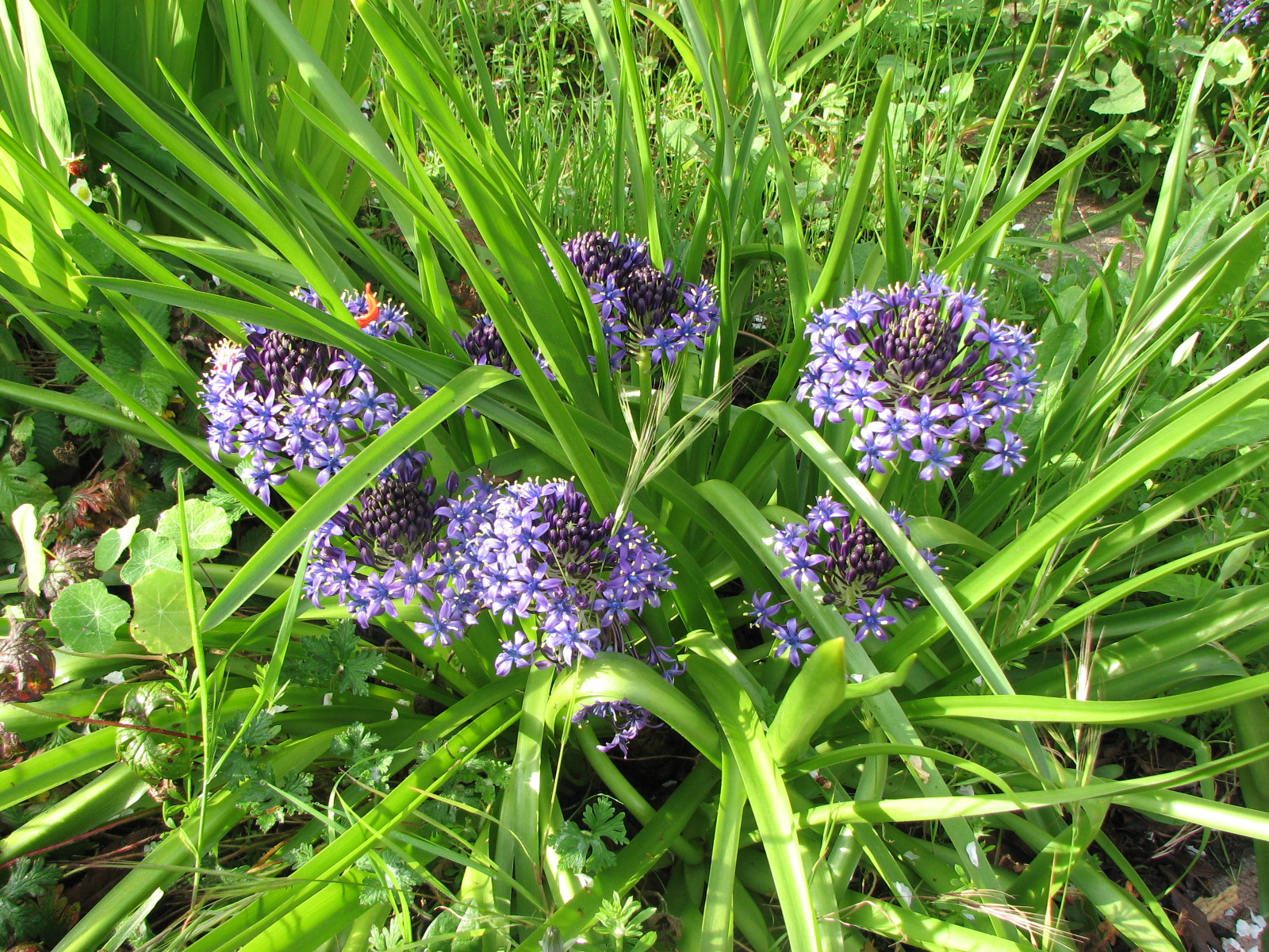 blue flowers on the ground in a park