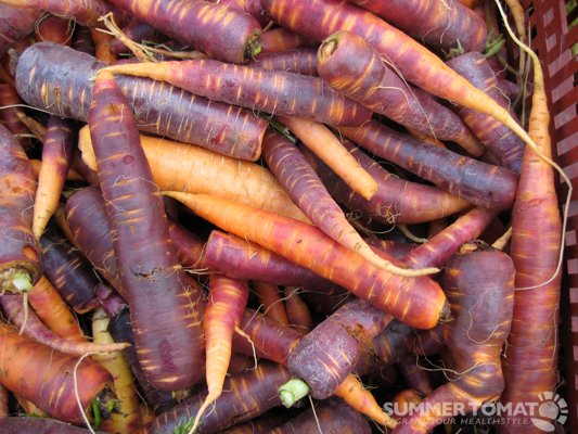 bunches of freshly dug up carrots piled together
