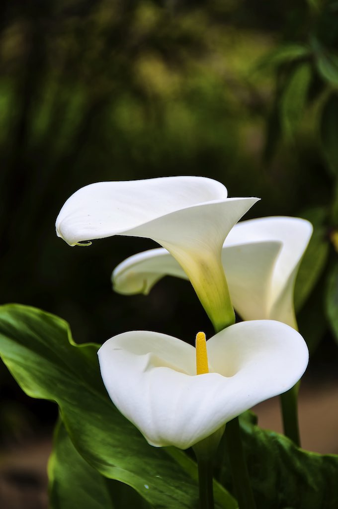 two white flowers sitting next to each other on green leaves