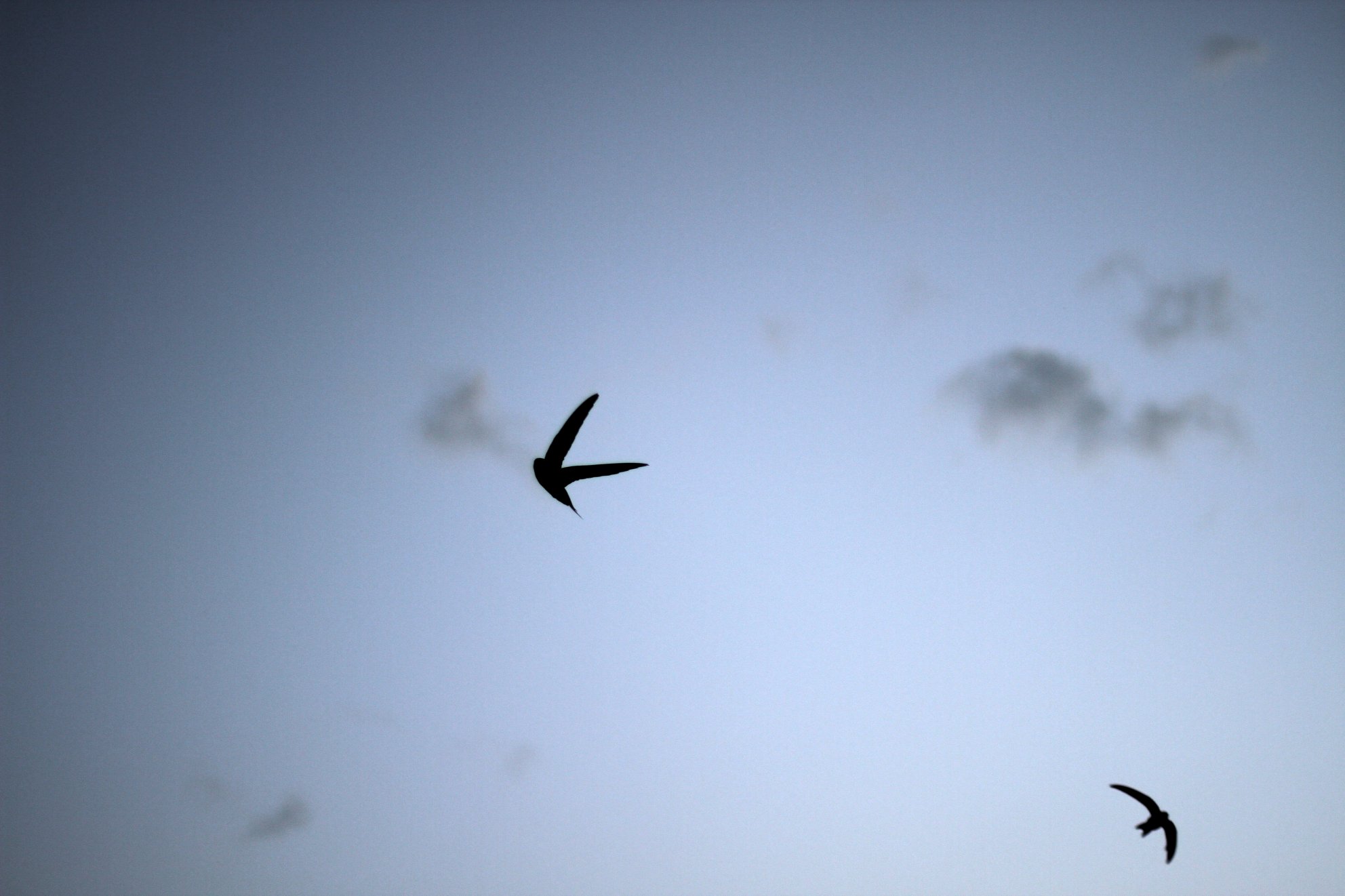 two black birds flying in the blue sky