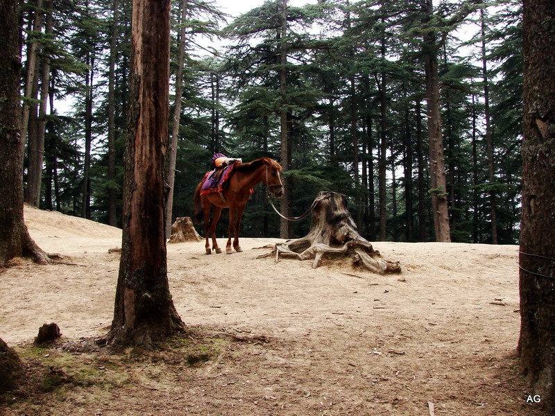 an image of a man sitting on a horse next to trees