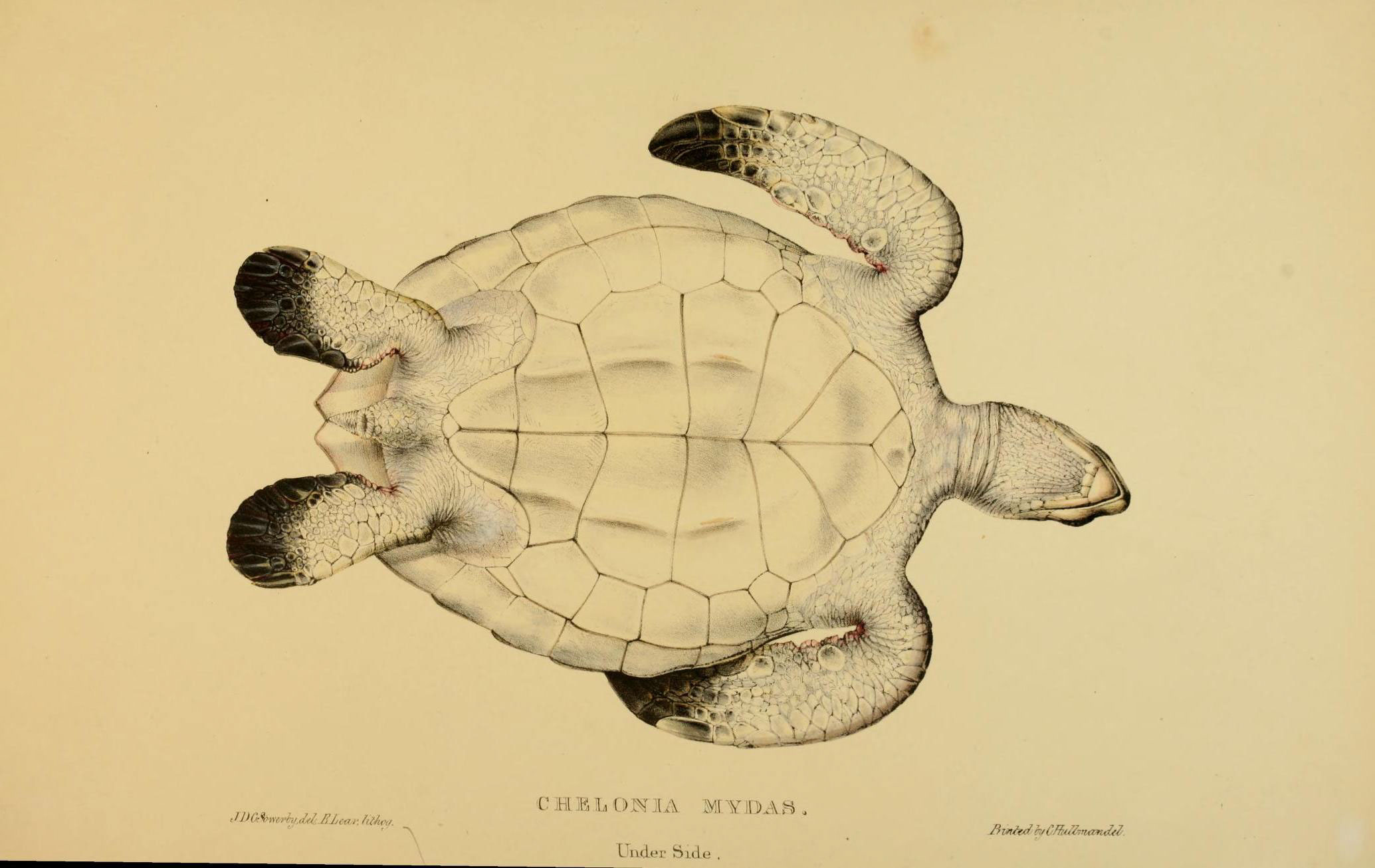 a vintage drawing of a turtle on paper