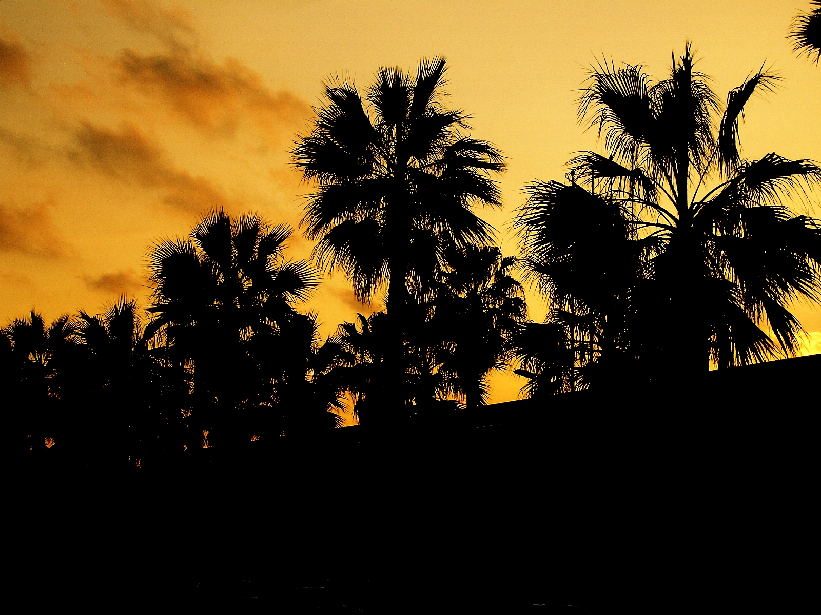 the silhouettes of trees and a fence against the orange sunset