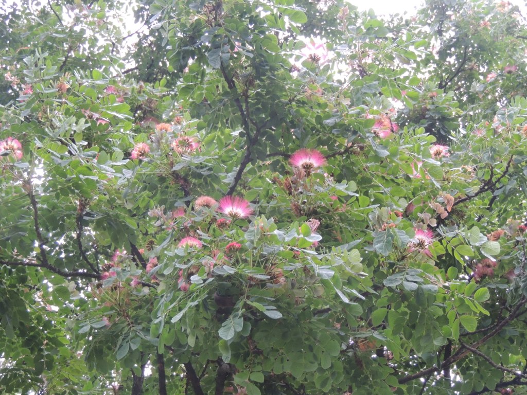 the leaves and pink flowers of an evergreen tree