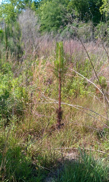 the forest has many tall, thick brush