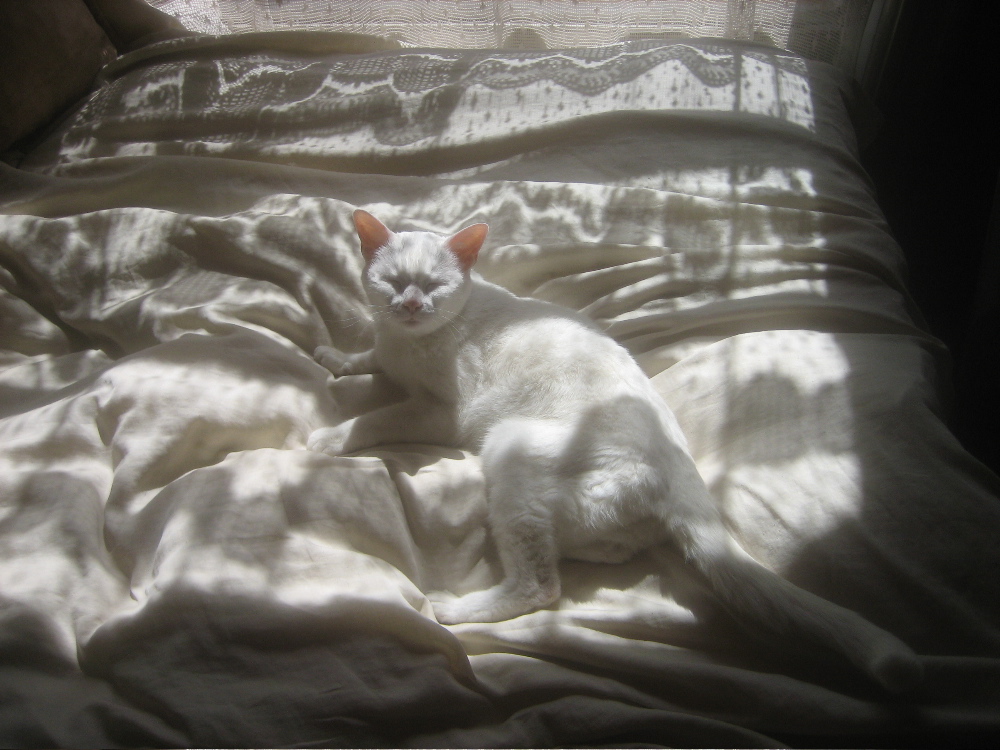 the white cat is resting on the sheet and in sunlight
