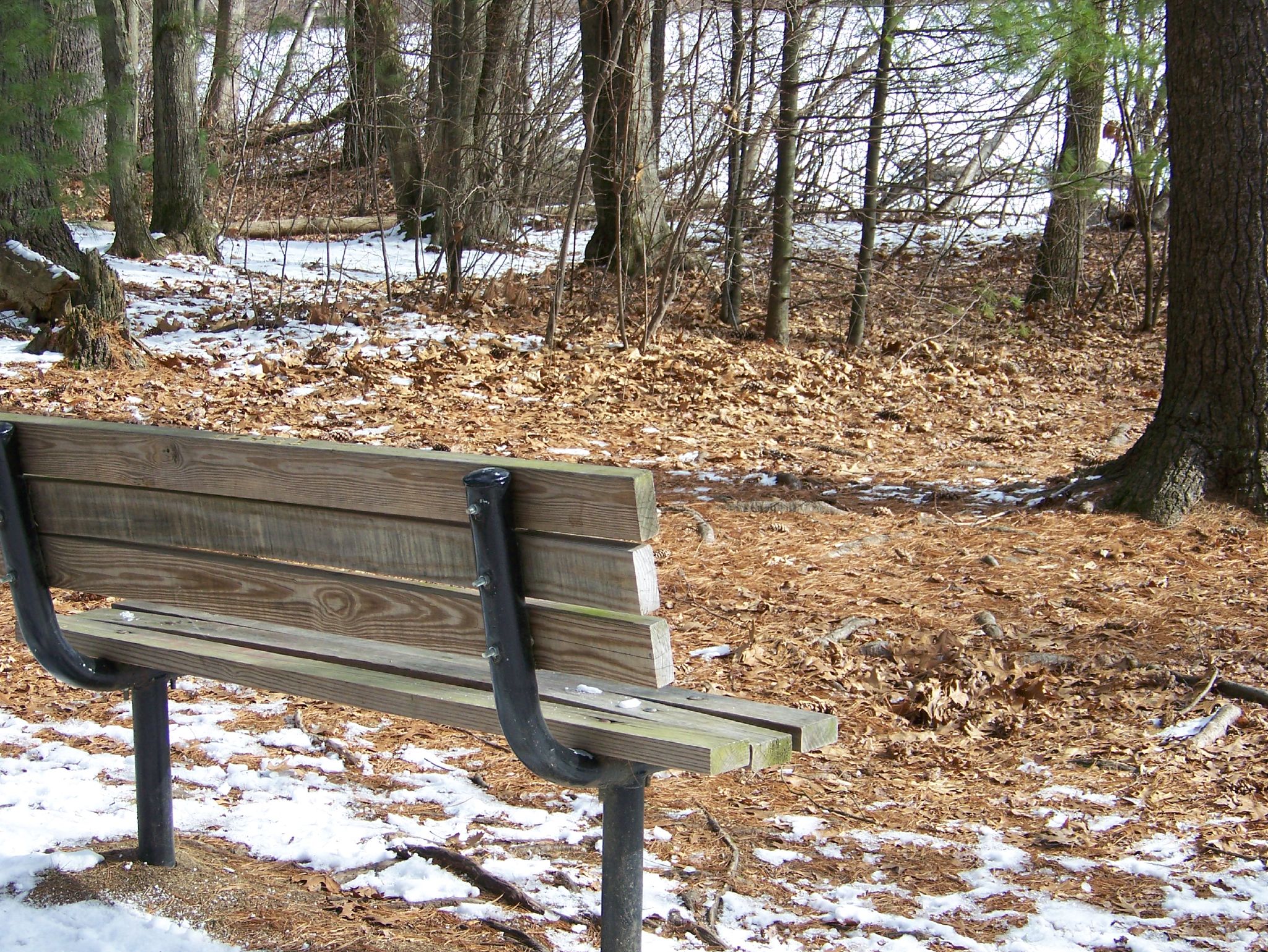 a bench in a clearing surrounded by winter foliage