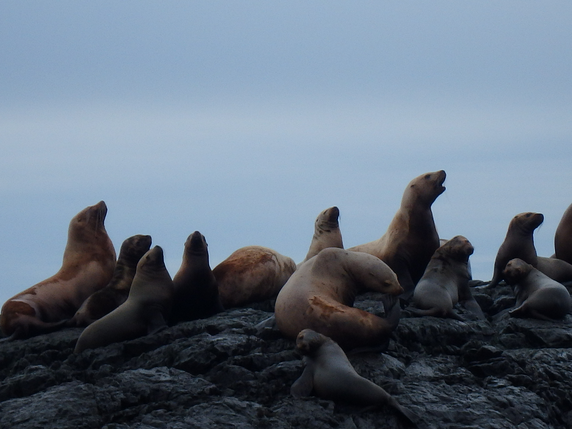 a group of sea animals resting on top of a rocky cliff