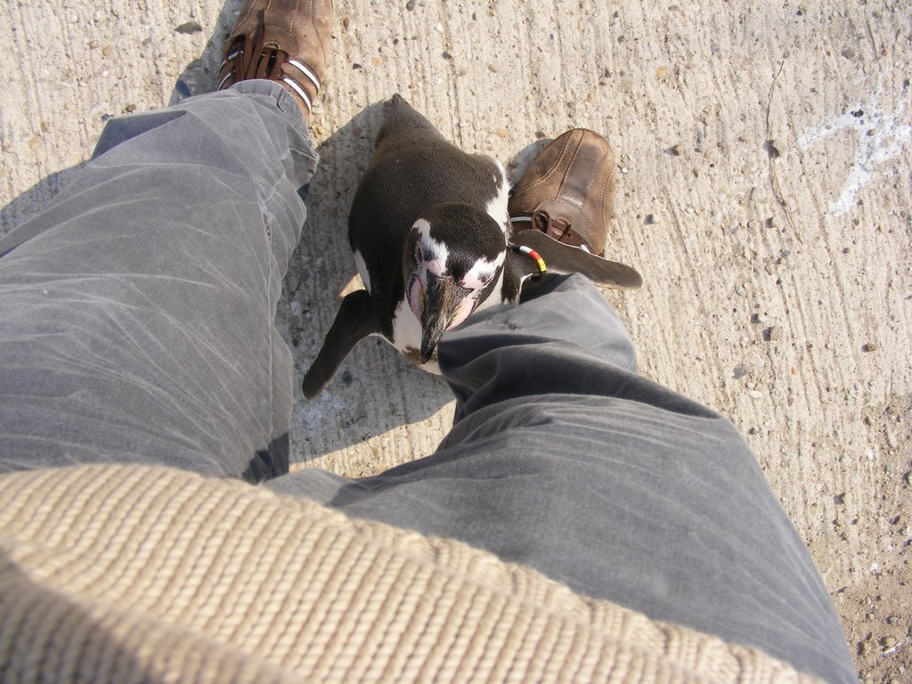 a dog is standing in between two people's legs