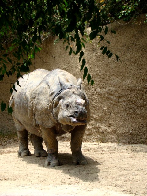 a large rhino standing on top of a dirt field