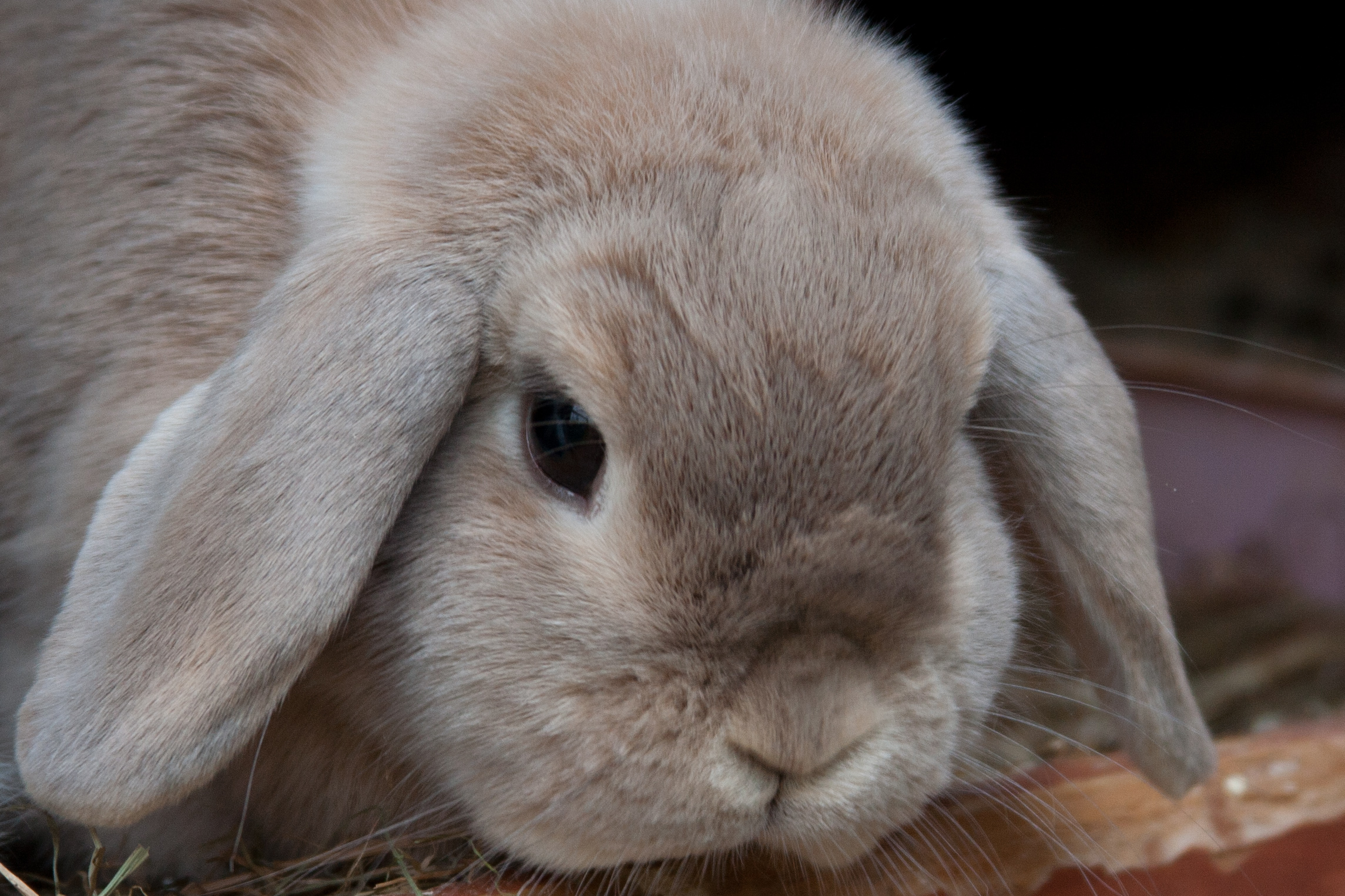 an orange rabbit sits next to its food