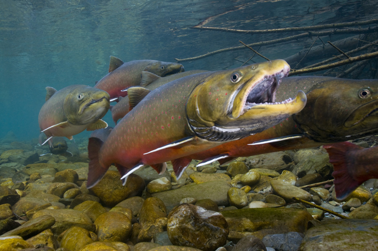 the fish jump in different directions as they move towards a shore line