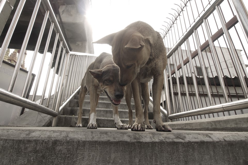 two dogs are standing on the stairs with their heads close together