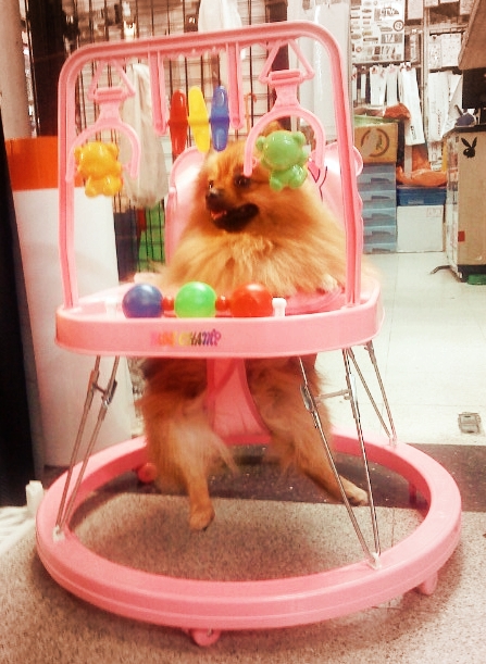 a dog in a doll high chair with a colorful ball array