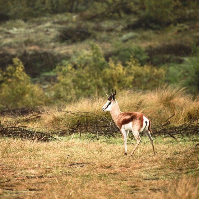 an antelope walking along a brown field in africa