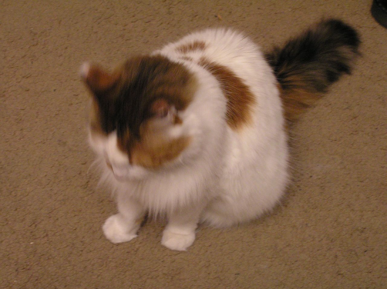 a fluffy brown and white cat sitting on the ground