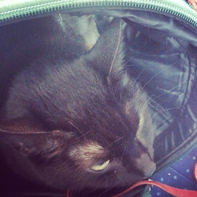 a black cat laying inside of a piece of luggage