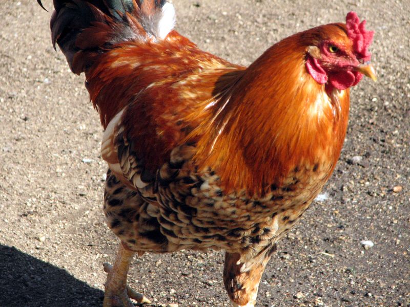 a red chicken with white tipped tail standing on top of a road