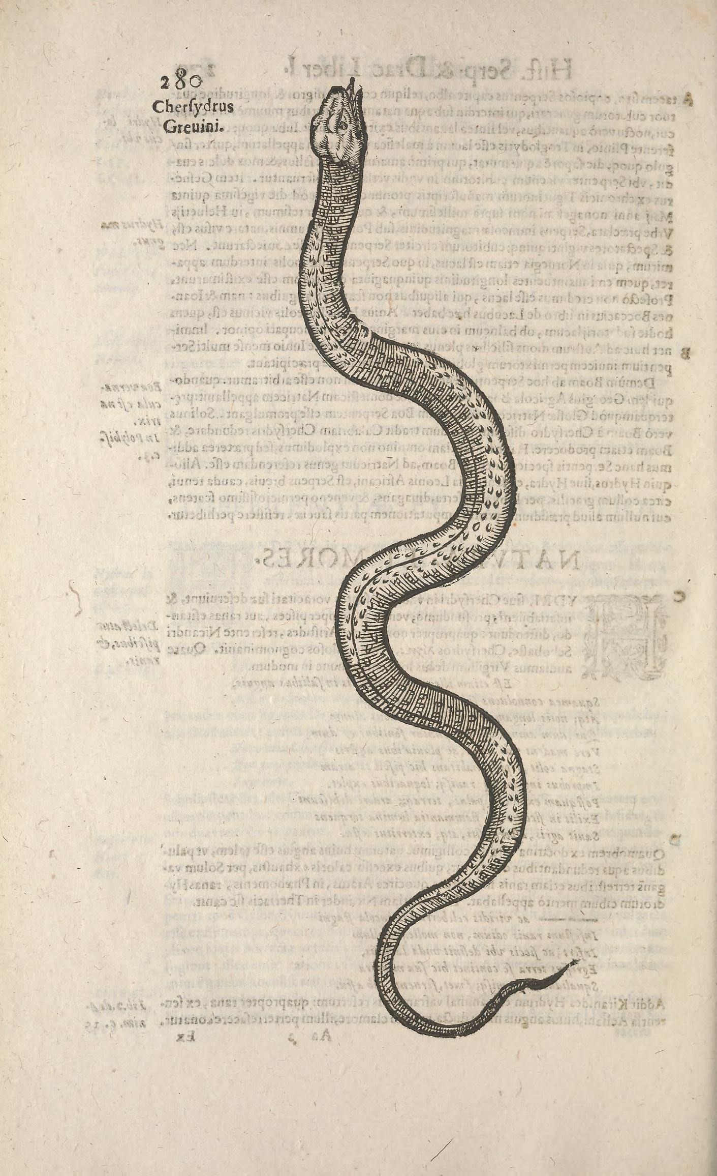 an old book with an illustrated drawing of a snake