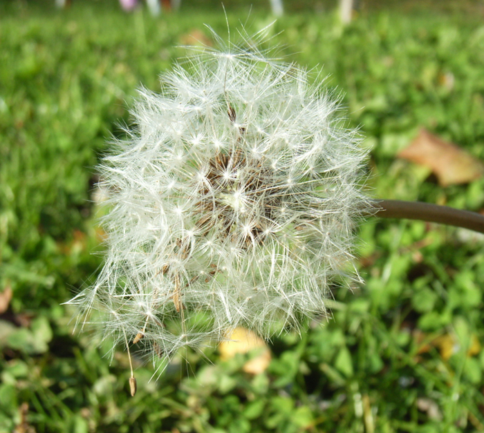 a dandelion is seen in the grass