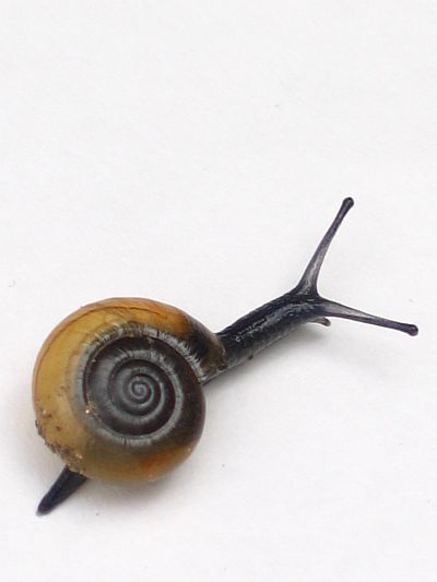 a close up of a small snail on a white surface