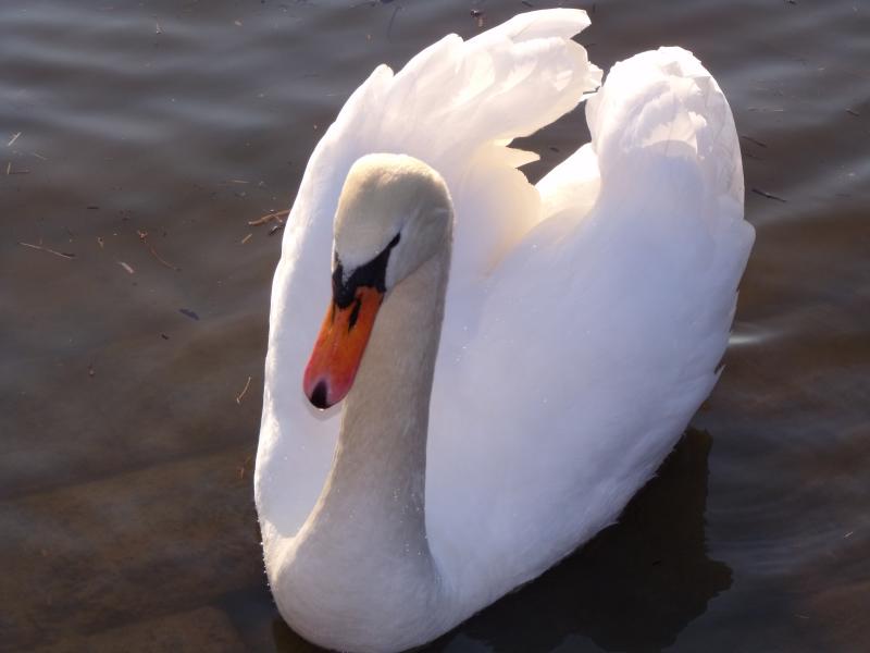 a swan with its front wings outstretched is swimming on a pond