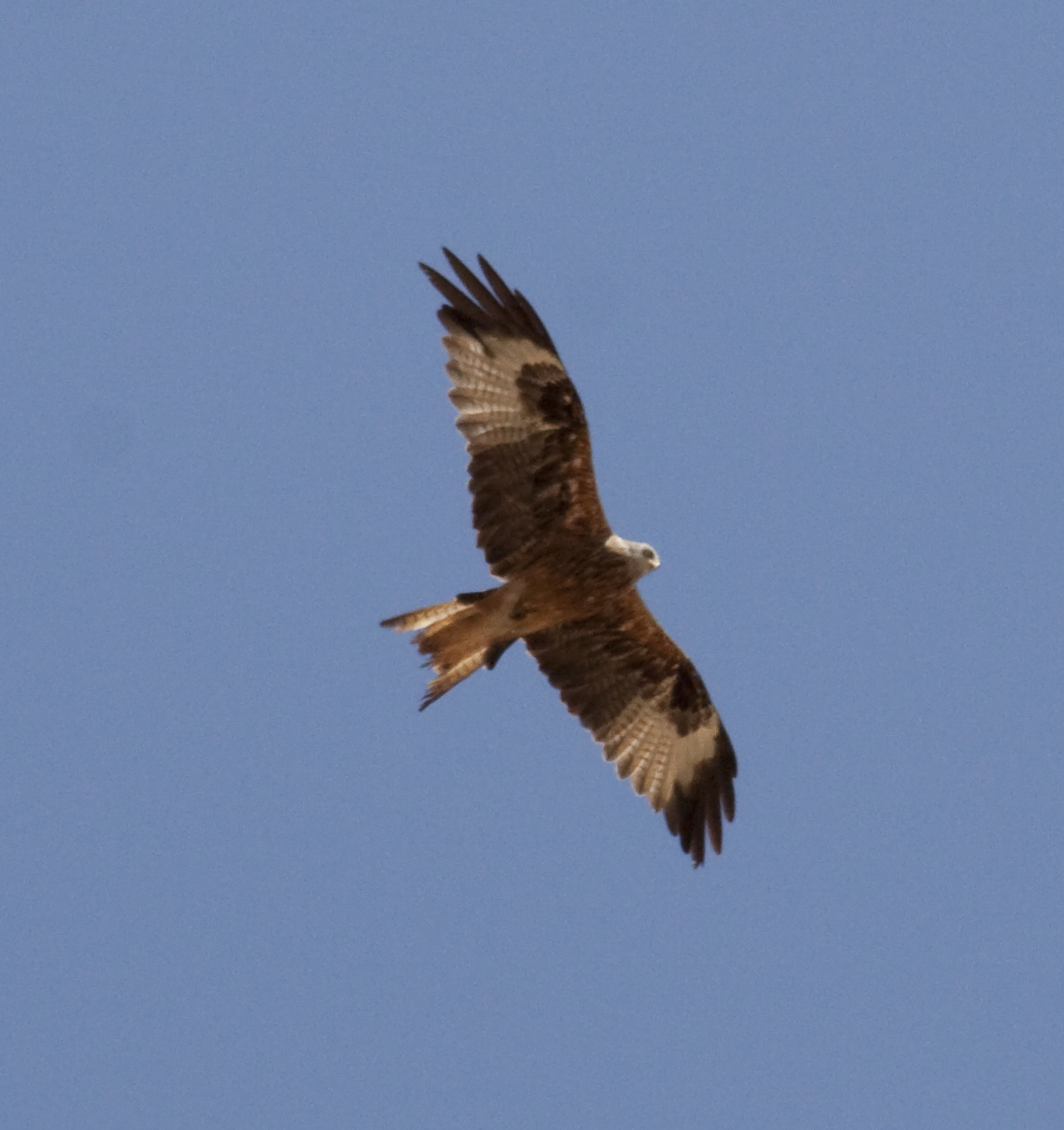 an eagle in flight against a blue sky