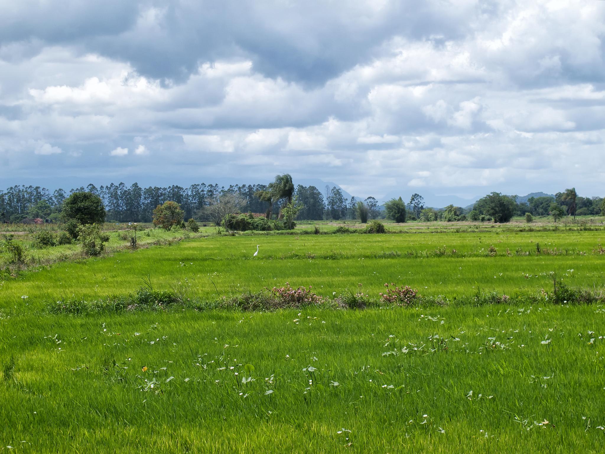 an open grassy field with a few horses standing on the other side