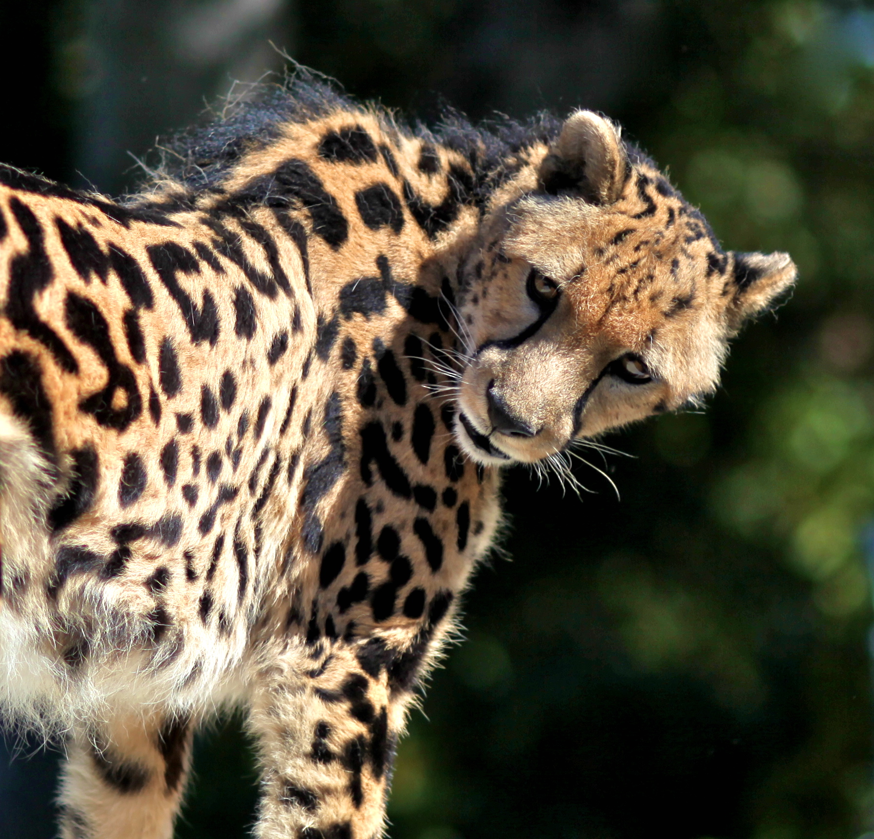 a close - up of the front of a cheetah's head