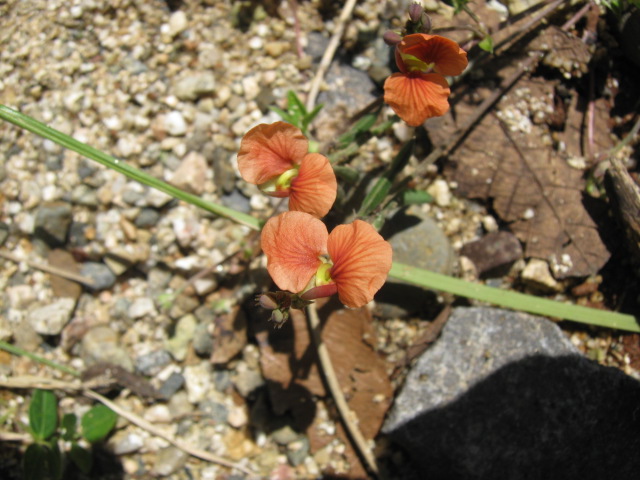 three bright orange flowers next to gravel