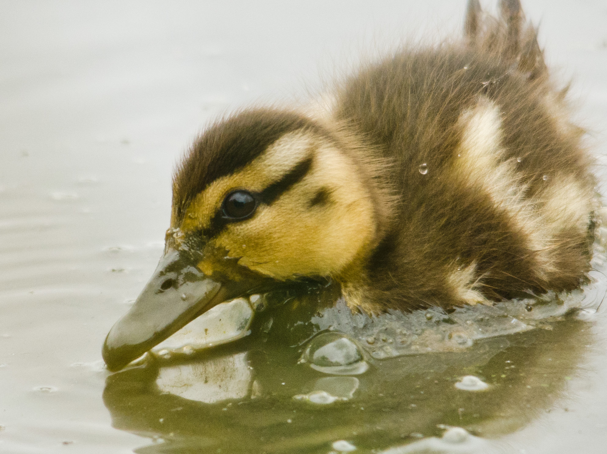 a duckling with its beak in the water