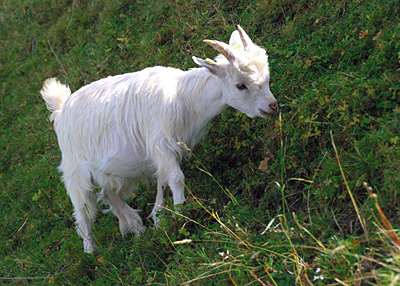 a white goat grazing in the grass by itself