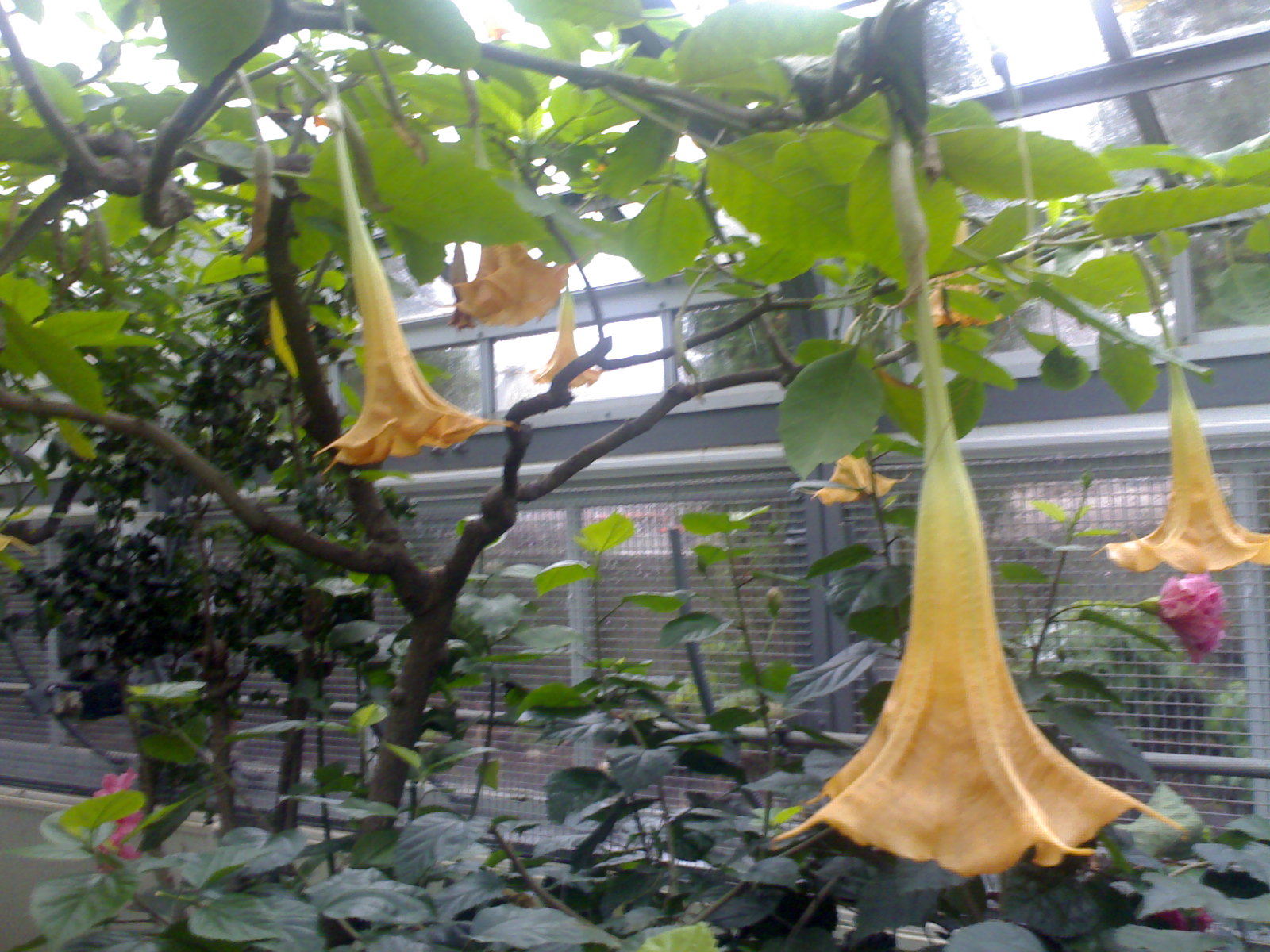 yellow bell shaped flowers on tree in greenhouse